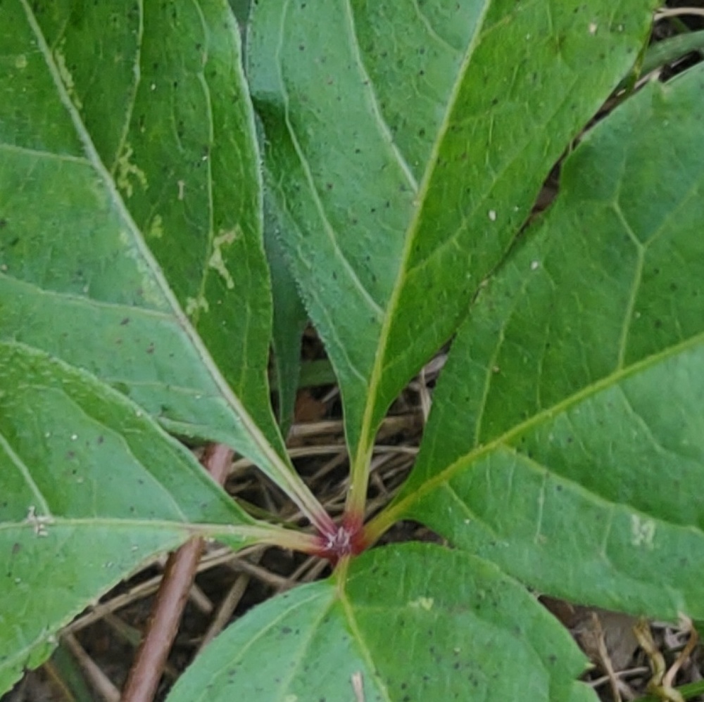 Meet your Posher, Taylore